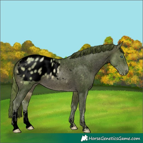 Horse Color:Void Watercolor White Spotted Buckskin Pearl Appaloosa 