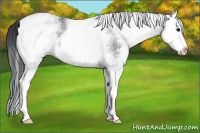 Horse Color:White Spotted Blue Roan Splash 