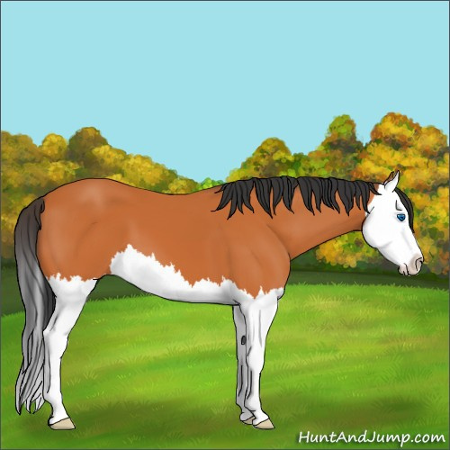 Horse Color:Bay Splash 