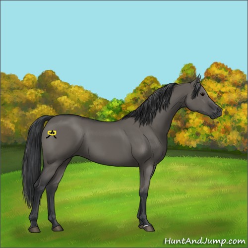 Horse Color:Grullo Sabino Rabicano 