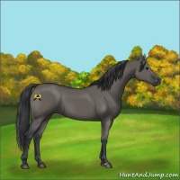 Horse Color:Grullo Sabino Rabicano 