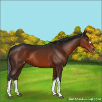 Horse Color:Brown Appaloosa 