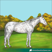 Horse Color:Brown Appaloosa 