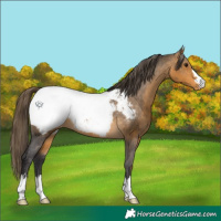 Horse Color:Buckskin Snowcap 