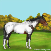 Horse Color:Brown Appaloosa 