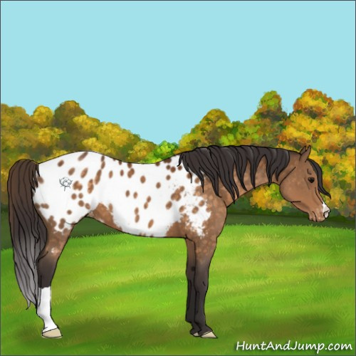 Horse Color:Buckskin Appaloosa