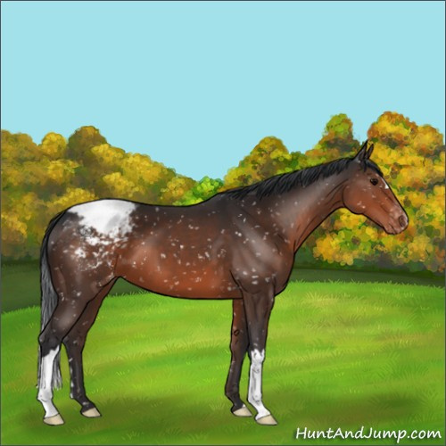 Horse Color:Brown Appaloosa 