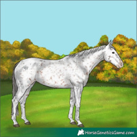 Horse Color:Brown Appaloosa
