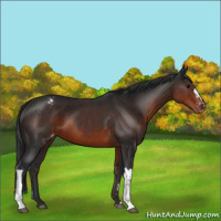 Horse Color:Brown Appaloosa