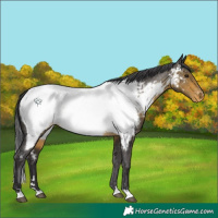 Horse Color:Buckskin Appaloosa