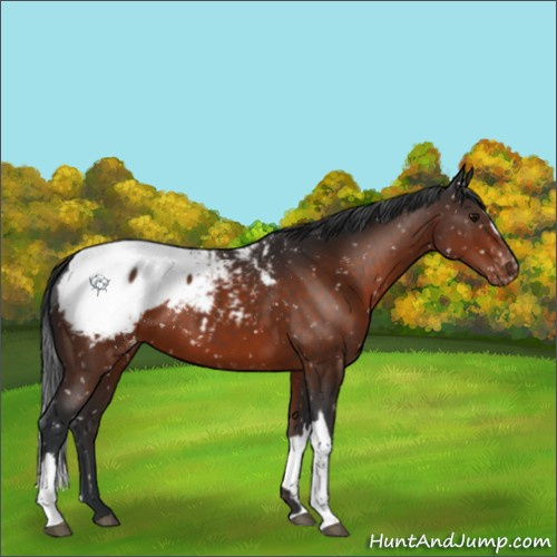 Horse Color:Brown Appaloosa 