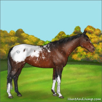 Horse Color:Brown Appaloosa 