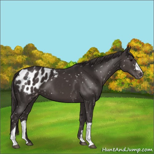 Horse Color:Smoky Black Appaloosa 