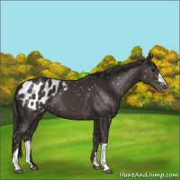 Horse Color:Smoky Black Appaloosa 