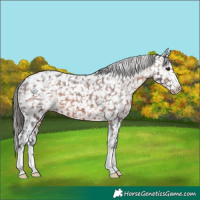 Horse Color:Brown Appaloosa 