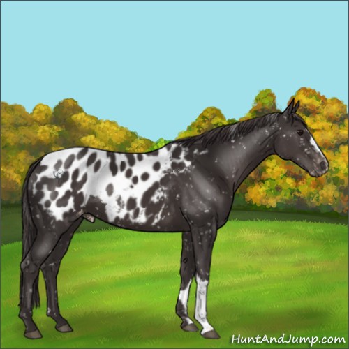 Horse Color:Smoky Black Appaloosa 
