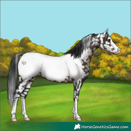 Horse Color:Brown Appaloosa 