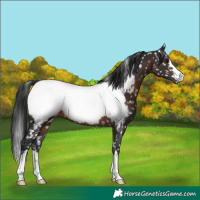 Horse Color:Brown Appaloosa 