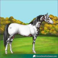 Horse Color:Brown Appaloosa 
