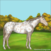 Horse Color:Smoky Creme Appaloosa 