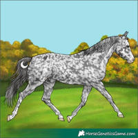 Horse Color:Smoky Black Appaloosa 