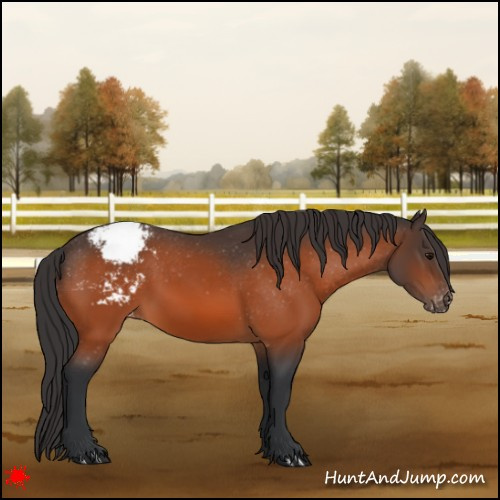 Horse Color:Bay Snowcap