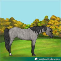 Horse Color:Grullo Roan Sabino Rabicano