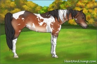 Horse Color:White Spotted Brown Tobiano 