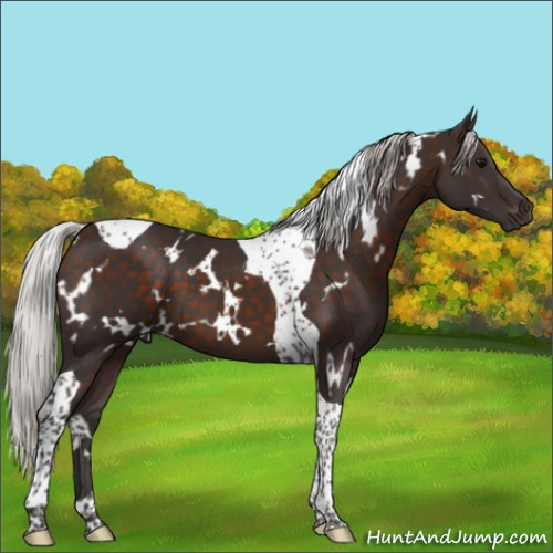 Horse Color:White Spotted Silver Brown Tobiano