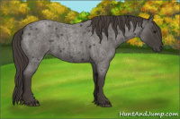 Horse Color:Smoky Blue Roan 