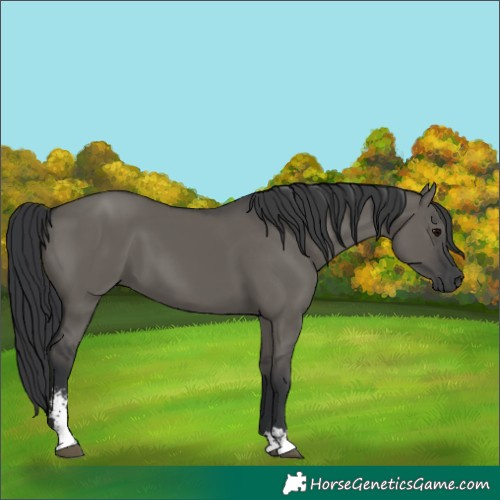 Horse Color:Grullo Sabino Rabicano 