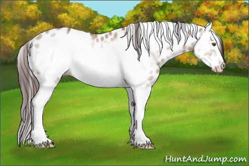 Horse Color:Classic Champagne Dun Sabino Splash Frame Appaloosa Rabicano 