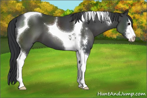 Horse Color:Black Sabino Tobiano 