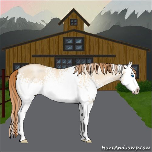 Horse Color:White Spotted Smoky Grullo Roan Pearl Splash Rabicano 