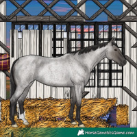 Horse Color:Smoky Grullo Roan Rabicano 