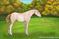 Horse Color:Gold Champagne Pearl Rabicano  and Gold Champagne Pearl Rabicano 