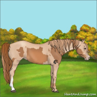Horse Color:Chestnut  and Gold Champagne 