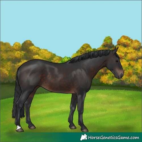 Horse Color:Brown 