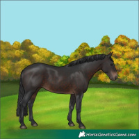 Horse Color:Brown 