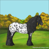 Horse Color:Black Appaloosa