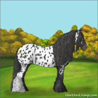 Horse Color:Black Appaloosa 