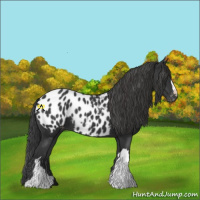 Horse Color:Black Appaloosa 
