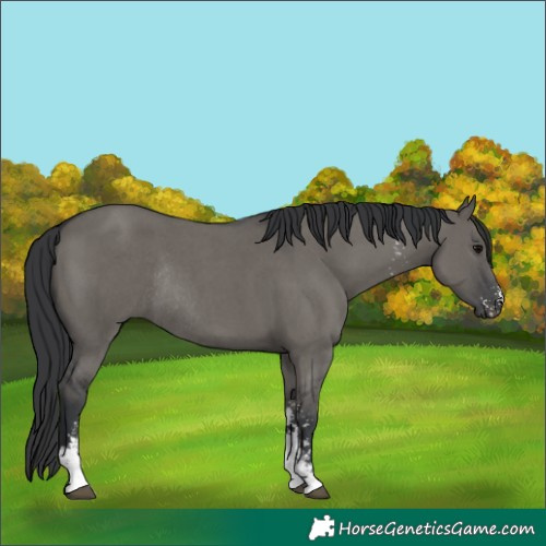 Horse Color:Grullo Sabino Rabicano 