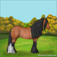 Horse Color:Bay Rabicano 