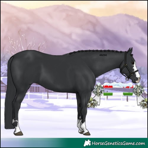 Horse Color:Black 