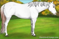 Horse Color:White Spotted Brown Appaloosa 