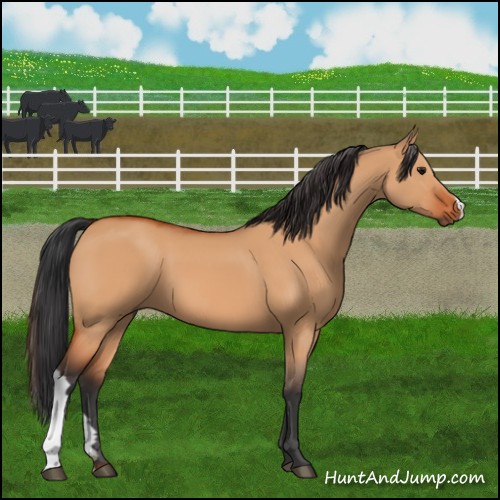 Horse Color:Bay Dun 