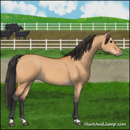 Horse Color:Bay Dun