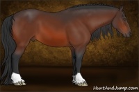 Horse Color:Bay 
