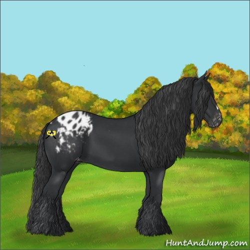 Horse Color:Black Appaloosa 